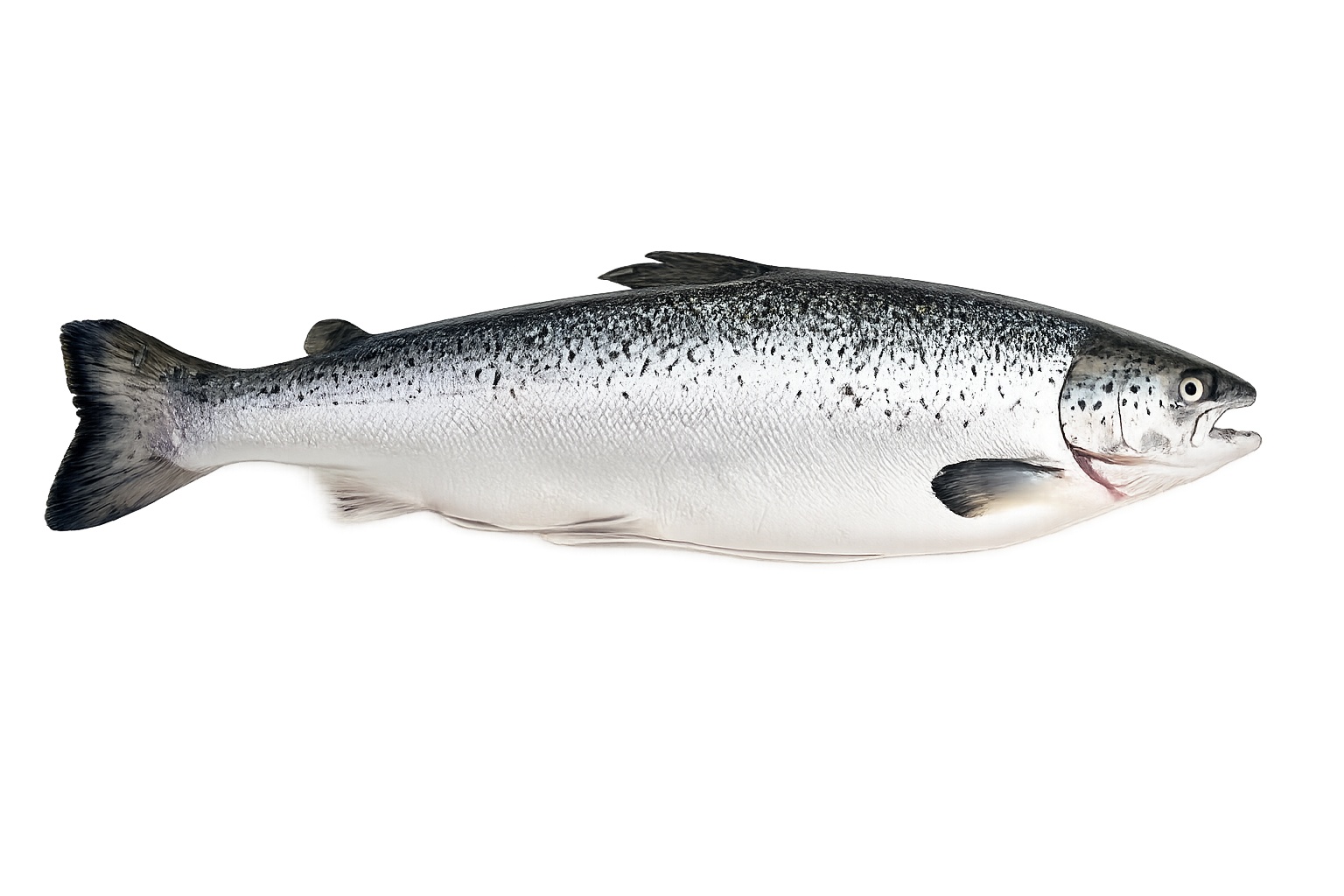 Karadeniz Alabalığı