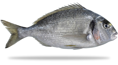 Frozen Sea Bream