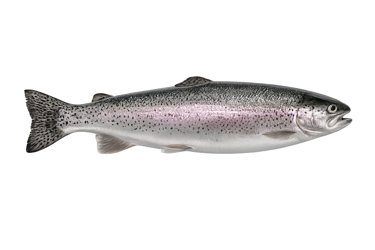 Gökkuşağı Alabalığı